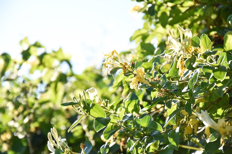 金银花烘干除湿