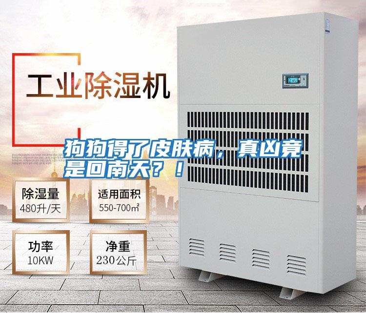 狗狗得了皮肤病，真凶竟是回南天？！