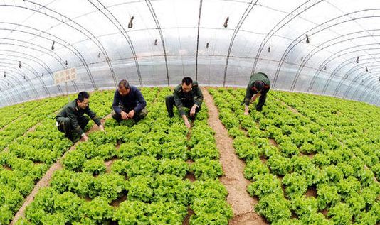 温室大棚超声波加湿器对农作物生长的好处_重复