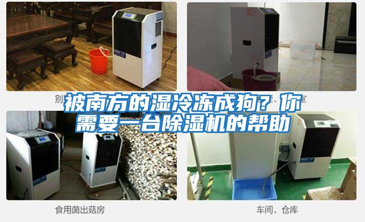 被南方的湿冷冻成狗？你需要一台除湿机的帮助