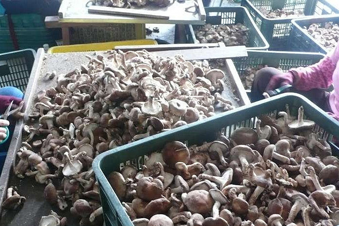 香菇烘干机专注蘑菇低成本智能烘干！_重复