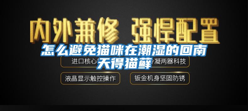 怎么避免猫咪在潮湿的回南天得猫藓