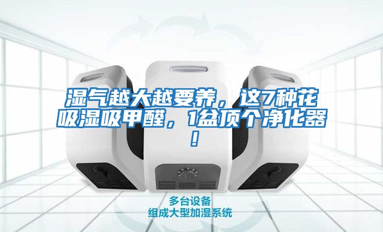 湿气越大越要养，这7种花吸湿吸甲醛，1盆顶个净化器！